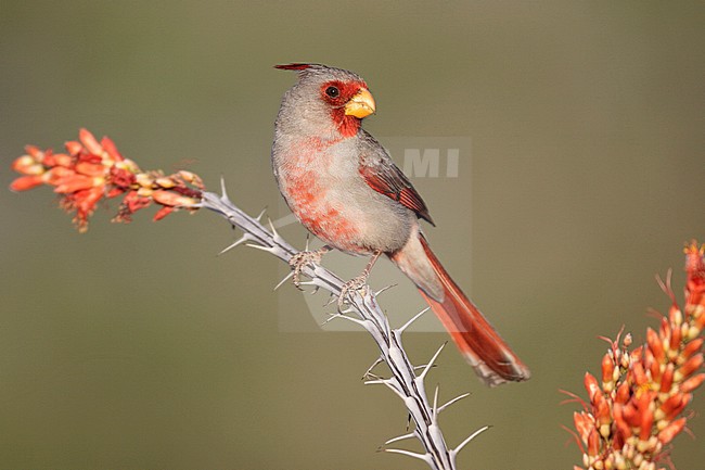Adult male
Pima Co., AZ
April 2009 stock-image by Agami/Brian E Small,