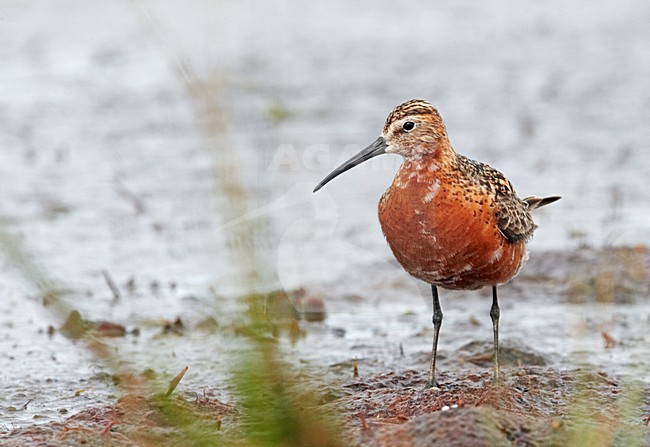 Volwassen Krombekstrandloper in zomerkleed; Adult Curlew Sandpiper in breeding plumage stock-image by Agami/Markus Varesvuo,