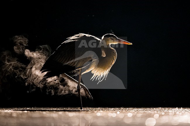 Vissende Blauwe Reiger in de nacht; Fishing Grey Heron during the night stock-image by Agami/Bence Mate,