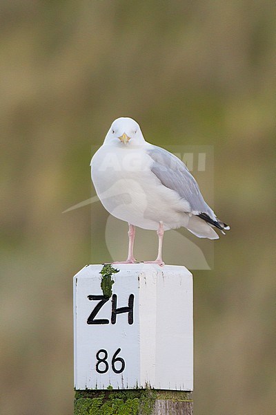 Herring Gull, Larus argentatus subspecies argentatus adult winter perched on beach pole with dunes in the background stock-image by Agami/Menno van Duijn,