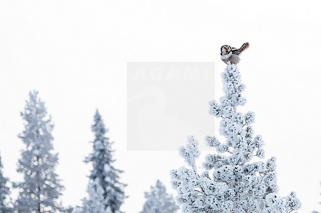 Northern Hawk Owl (Surnia ulula) during cold winter in Kuusamo, Finland. stock-image by Agami/Marc Guyt,