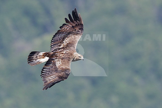 Golden Eagle (Aquila chrysaetos), immature male in flight seen from the above, Campania, Italy stock-image by Agami/Saverio Gatto,