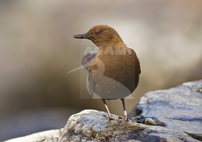 Zwarte Waterspreeuw, Brown Dipper, Cinclus pallasii stock-image by Agami/Marc Guyt,