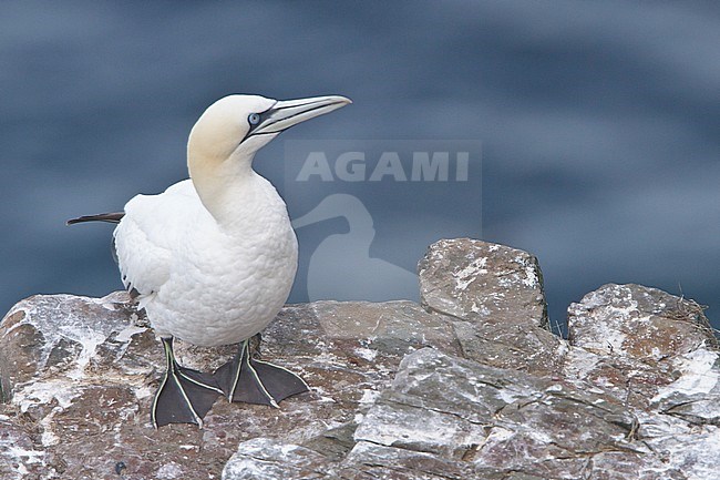 Northern Gannet (Morus bassanus) perched on a cliff off Newfoundland, Canada. stock-image by Agami/Glenn Bartley,