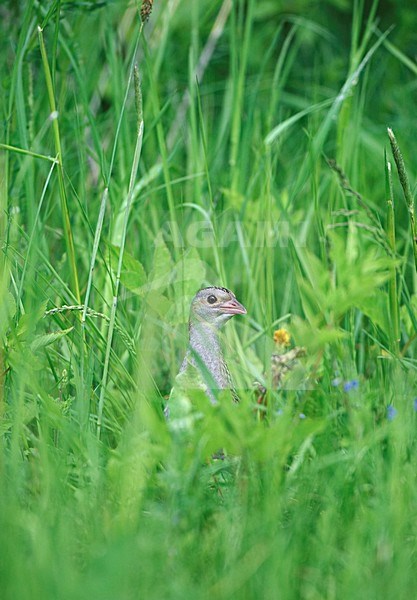 Kwartelkoning in grasland; Corn Crake in grassland stock-image by Agami/Markus Varesvuo,