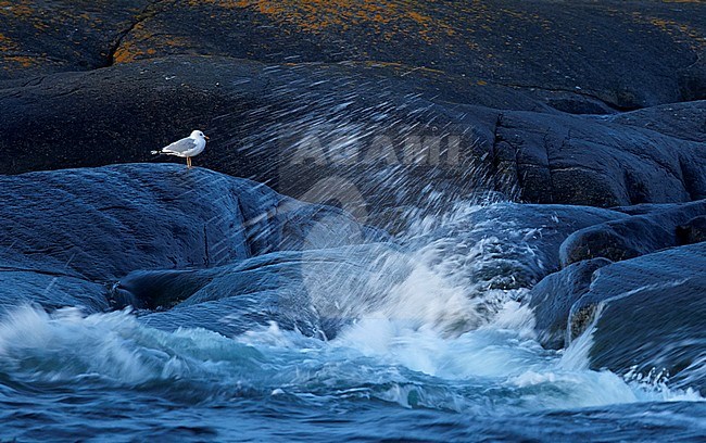 Common gull (larus canus) on rock with waves Utö Finland April 2017 stock-image by Agami/Markus Varesvuo,