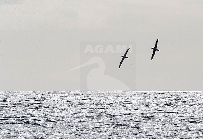 Salvin's Albatross (Thalassarche salvini) in flight over ocean between subantarctic islands of New Zealand. stock-image by Agami/Marc Guyt,