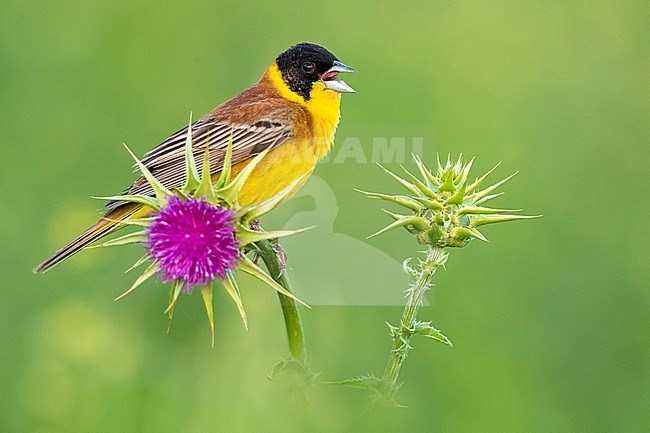 Black-headed Bunting; Emberiza melanocephala stock-image by Agami/Daniele Occhiato,