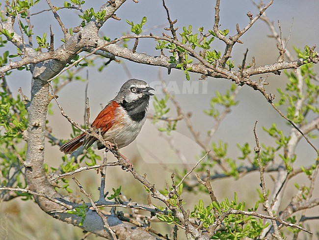 Singing male Red-shouldered Vanga (Calicalicus rufocarpalis) sitting in a bush in dry woodland of western Madagascar. stock-image by Agami/Pete Morris,