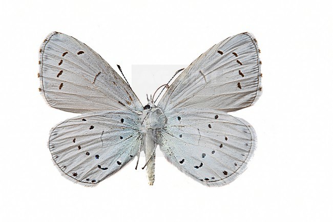 Holly Blue, Boomblauwtje, Celastrina argiolus stock-image by Agami/Wil Leurs,