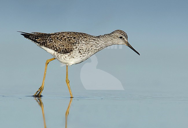 Volwassen Kleine Geelpootruiter, Asdult Lesser Yellowlegs stock-image by Agami/Brian E Small,