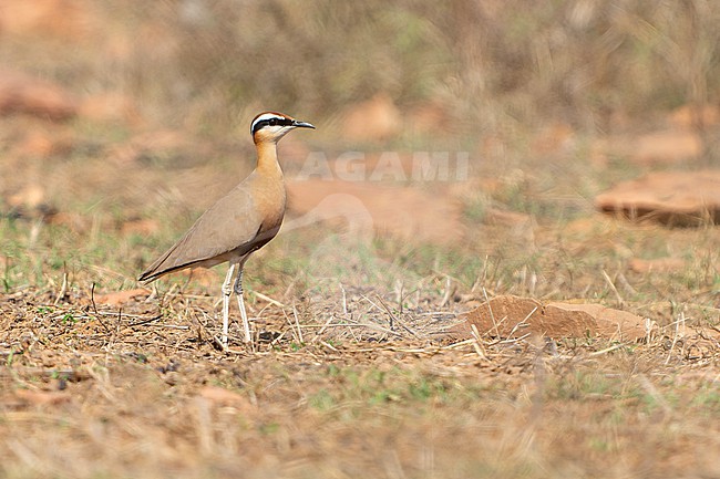 Indian Courser, Cursorius coromandelicus, in India. stock-image by Agami/Dani Lopez-Velasco,