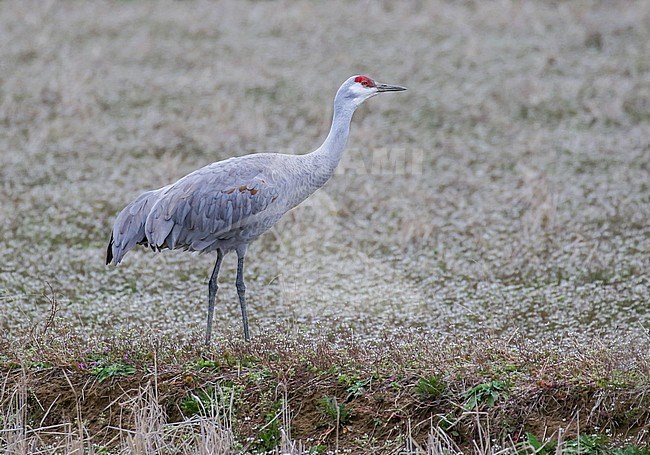Wintering Sandhill Crane (Grus canadensis) on Hokkaido, Japan. stock-image by Agami/Pete Morris,