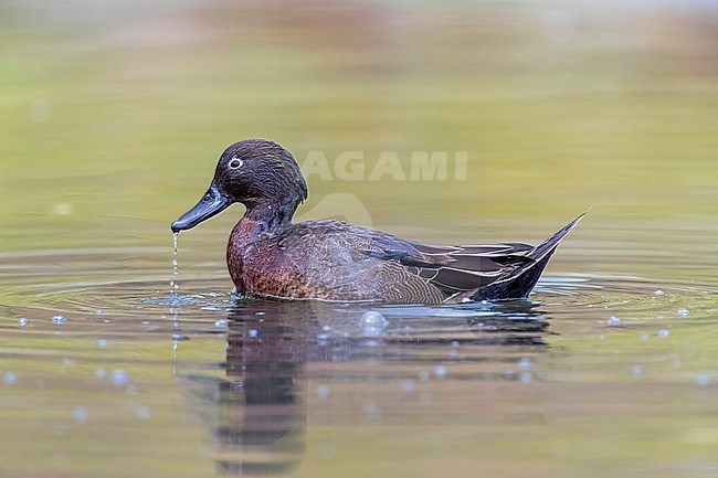 Brown Teal (Anas chlorotis) in Tawharanui Regional Park, Auckland, in the north-east of New Zealand, North Island. stock-image by Agami/Marc Guyt,