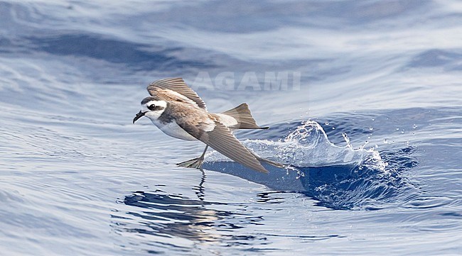 White-faced Storm-Petrel (Pelagodroma marina) foraging off Madeira islands stock-image by Agami/Marc Guyt,