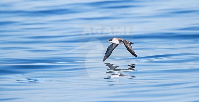 Grote Pijlstormvogel op volle zee op de Azoren; Great Shearwater offshore on the Azores stock-image by Agami/Marc Guyt,