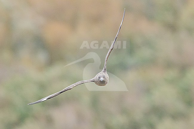  stock-image by Agami/Menno van Duijn,