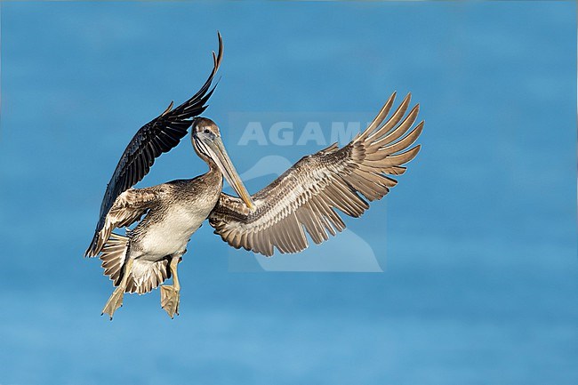Juvenile
San Diego Co., CA
January 2020 stock-image by Agami/Brian E Small,