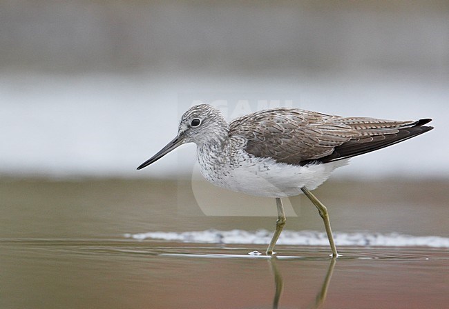 Groenpootruiter in water; Common Greenshank in water stock-image by Agami/Markus Varesvuo,