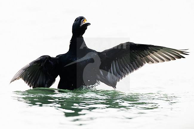  stock-image by Agami/Menno van Duijn,