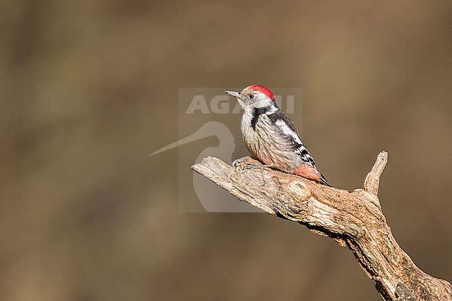 Middle Spotted Woodpecker (Dendrocoptes medius) in wild forest in Bialowieza, Poland. stock-image by Agami/Oscar Díez,