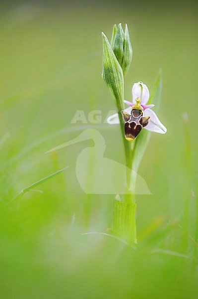 Woodcock Bee orchid, Ophrys scolopax stock-image by Agami/Wil Leurs,