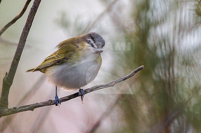 Roodoogvireo, Red-eyed Vireo stock-image by Agami/Daniele Occhiato,