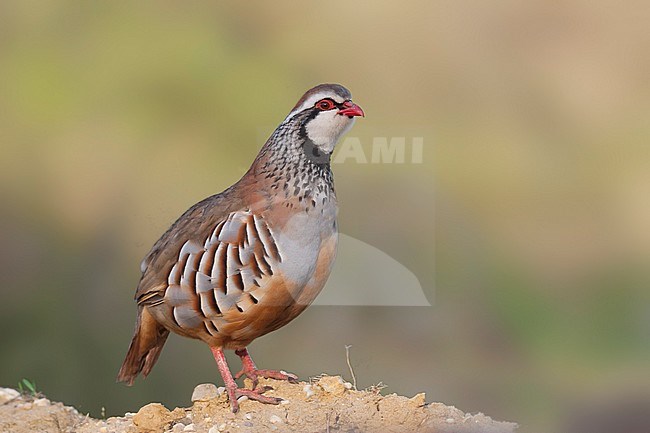 Adult male Red-legged Partridge (Alectoris rufa hispanica) in Portugal. Calling in the early morning from a perch. stock-image by Agami/Ralph Martin,