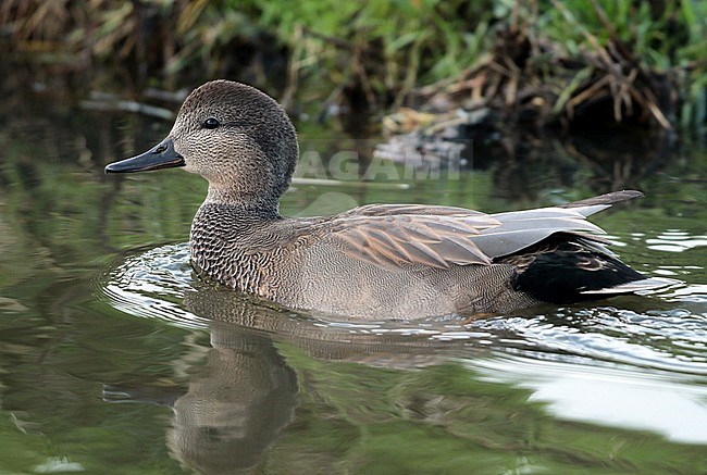 Gadwall (Mareca strepera), first winter male swimming, seen from the side. stock-image by Agami/Fred Visscher,