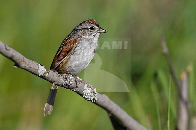 Adult breeding
Somerset Co., ME
June 2006 stock-image by Agami/Brian E Small,