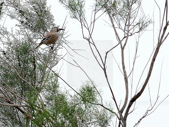 Xinjiang Ground Jay (Podoces biddulphi) in China. Also known as Biddulph's ground jay. stock-image by Agami/James Eaton,