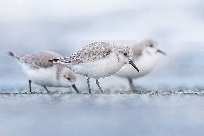Wintering Sanderling, Calidris alba, in Italy. stock-image by Agami/Daniele Occhiato,