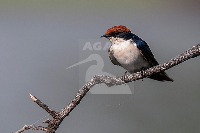 Portrait of a wire-tailed swallow, Hirundo smithii, perching on a branch. Chobe National Park, Botswana. stock-image by Agami/Sergio Pitamitz,