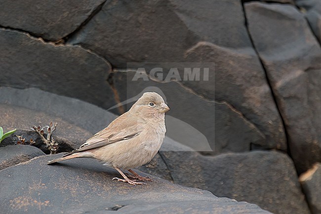 Adult female Trumpeter Finch (Bucanetes githagineus). Side view of bird perched in rocky terrain. stock-image by Agami/Kari Eischer,
