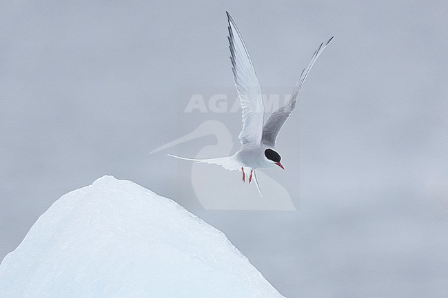 Arctic Tern (Sterna paradisaea), adult in flight, Southern Region, Iceland stock-image by Agami/Saverio Gatto,