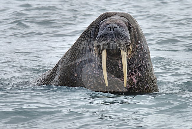  stock-image by Agami/Rob Riemer,