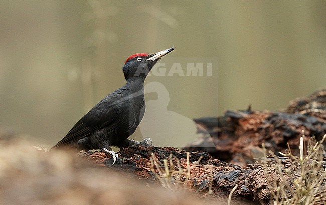 Black Woodpecker, Dryocopus martius, adult male at Copenhagen, Denmark stock-image by Agami/Helge Sorensen,