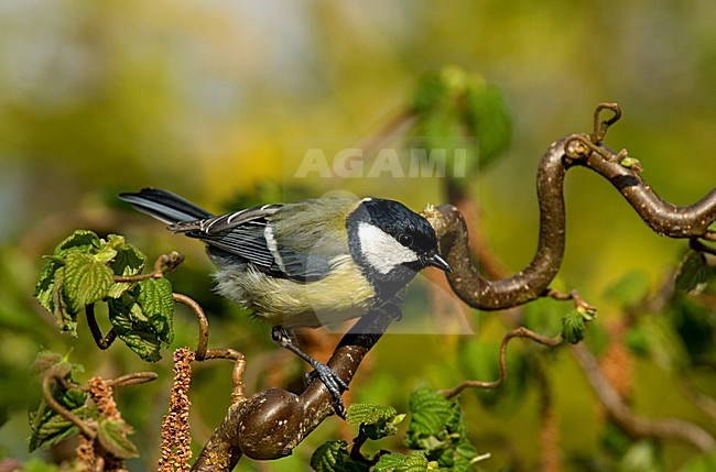 Great Tit perched; Koolmees zittend stock-image by Agami/Roy de Haas,