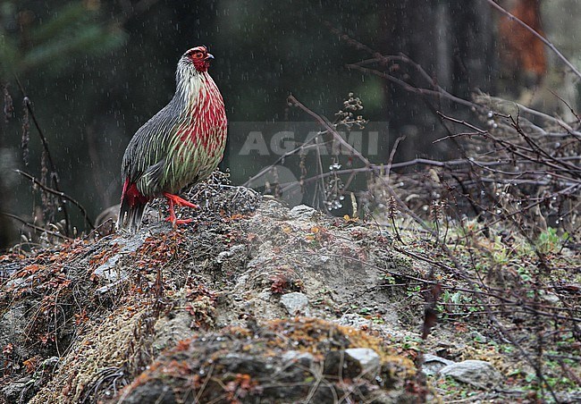 Blood Pheasant, Ithaginis cruentus,in Bhutan. Standing in the rain. stock-image by Agami/James Eaton,