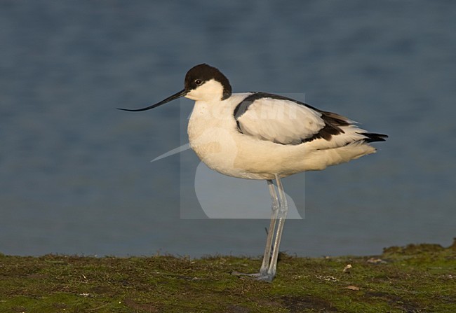 Pied Avocet standing; Kluut staand stock-image by Agami/Marc Guyt,
