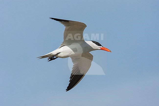 Caspian Tern in flight stock-image by Agami/Wil Leurs,