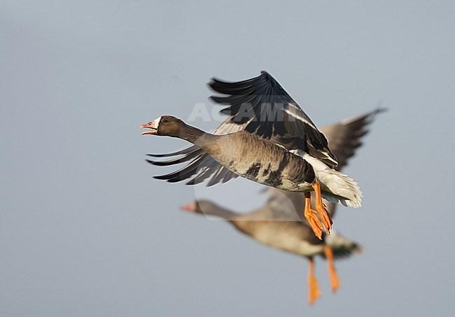 Kolgans in vlucht; Greater White-fronted Goose (Anser albifrons) in flight stock-image by Agami/Arie Ouwerkerk,