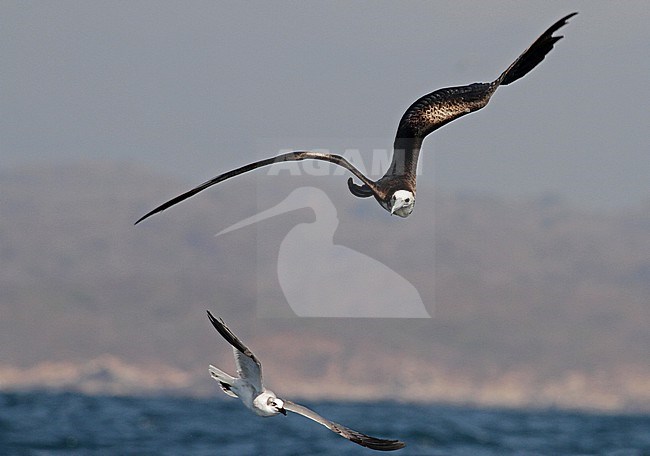 Immature Magnificent Frigatebird (Fregata magnificens rothschildi) in Mexico. Chasing a Laughing gull. stock-image by Agami/Ian Davies,