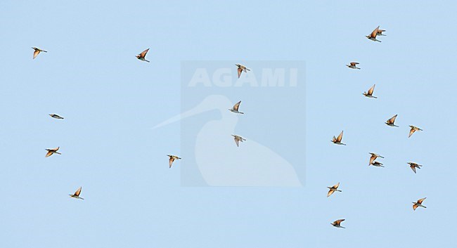 Groep Bijeneters op trek; Flock of European Bee-eaters on migration stock-image by Agami/Markus Varesvuo,