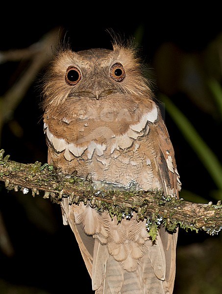 Philippine Frogmouth (Batrachostomus septimus) on the Philippines. Nocturnal hunter perched on a branch in subcanopy. stock-image by Agami/Dani Lopez-Velasco,