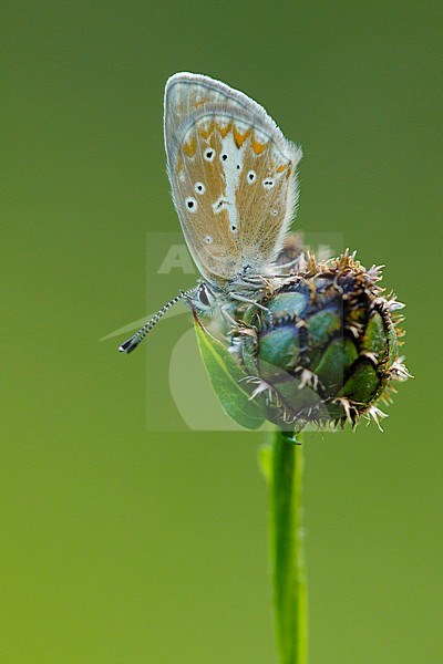 Silvery Argus resting on small plant in Mercantour in France. stock-image by Agami/Iolente Navarro,