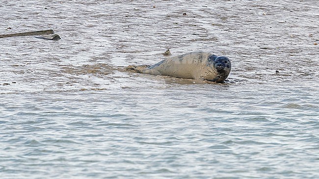 Common Seal aka Harbour Seal (Phoca vitulina) standing on shore in Ijzermonding NR, West Flanders, Belgium. stock-image by Agami/Vincent Legrand,