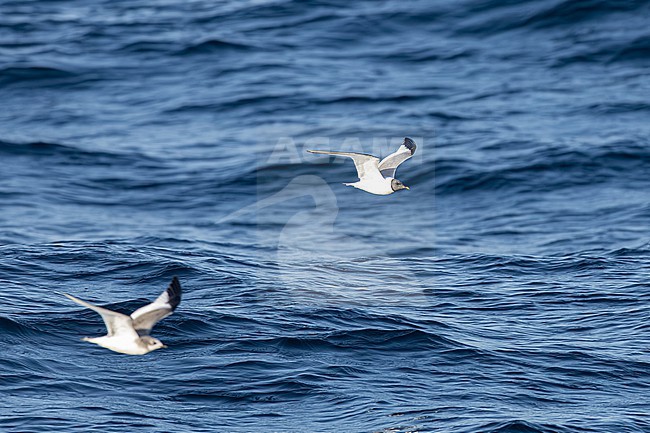  stock-image by Agami/Menno van Duijn,