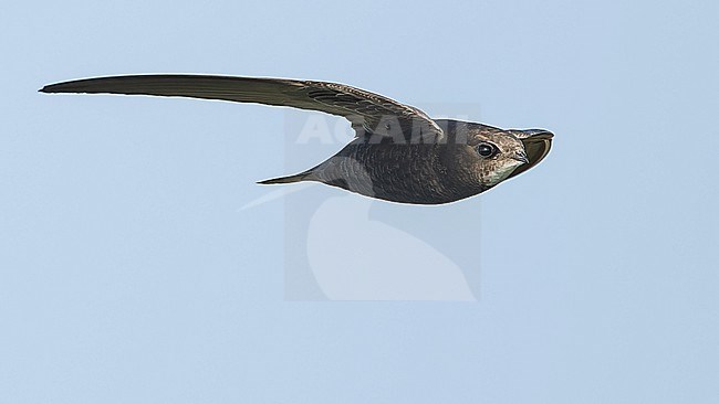 Common Swift (Apus apus) in flight, on migration. stock-image by Agami/Lennart Verheuvel,