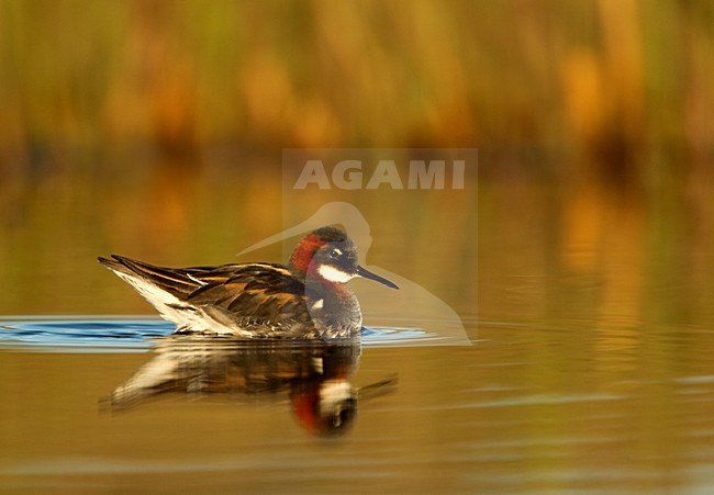 Vrouwtje Grauwe Franjepoot zwemmend; Female Red-necked Phalarope swimming stock-image by Agami/Danny Green,